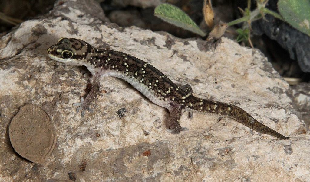 Nyika Gecko