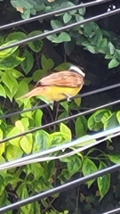 Pitangus sulphuratus
