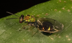 Orasema costaricensis