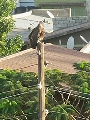 Necrosyrtes monachus