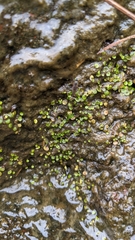 Utricularia striatula