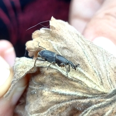 Cosmopolites sordidus