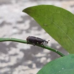 Cosmopolites sordidus