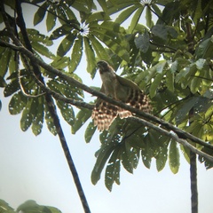 Harpagus bidentatus
