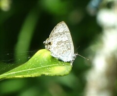 Catopyrops florinda