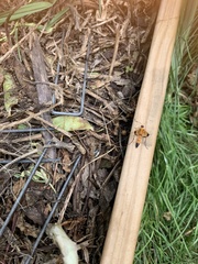 Ctenochares bicolorus