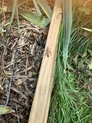 Ctenochares bicolorus