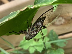 Amphipsalta