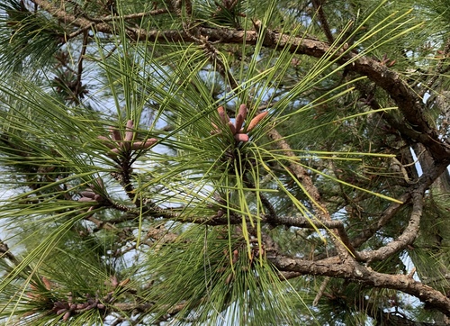 Pinus elliottii