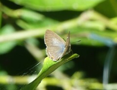 Catopyrops florinda