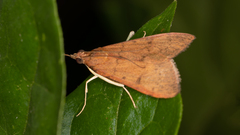 Uresiphita ornithopteralis