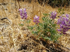 Lupinus formosus