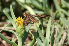 Poecilanthrax arethusa