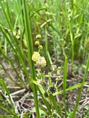 Sparganium eurycarpum