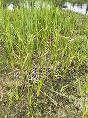Sparganium eurycarpum