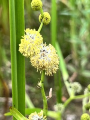 Sparganium eurycarpum