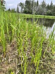 Sparganium eurycarpum