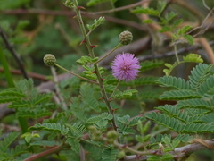 Mimosa hamata