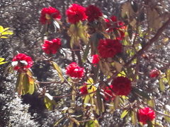 Rhododendron arboreum