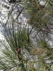 Pinus arizonica