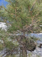 Pinus arizonica
