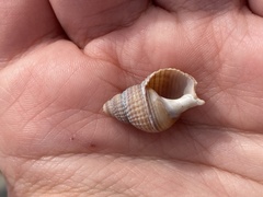 Nassarius