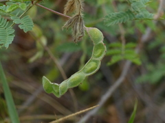 Mimosa hamata