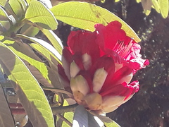 Rhododendron arboreum