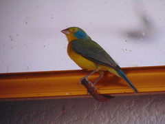 Passerina leclancherii