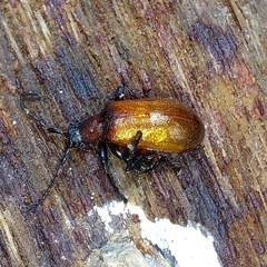 Ecnolagria rufescens