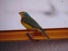 Passerina leclancherii