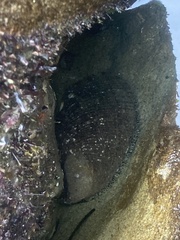 Haliotis fulgens