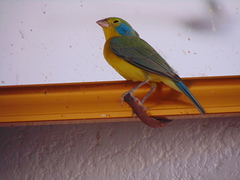 Passerina leclancherii