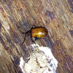 Ecnolagria rufescens