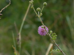 Mimosa hamata