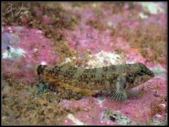 Enneapterygius niger