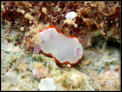 Goniobranchus rubrocornutus