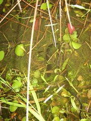 Siren lacertina
