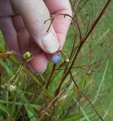 Dianella callicarpa