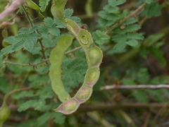 Mimosa hamata