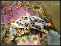 Chromodoris