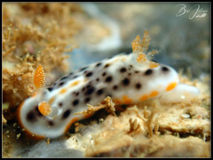 Chromodoris