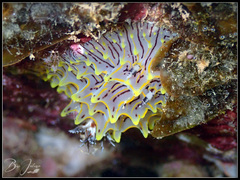 Halgerda willeyi