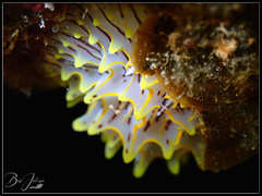 Halgerda willeyi