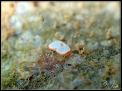 Goniobranchus rubrocornutus