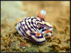 Hypselodoris whitei