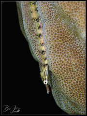 Corythoichthys conspicillatus