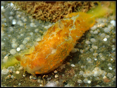 Plocamopherus pecoso