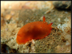 Dendrodoris fumata