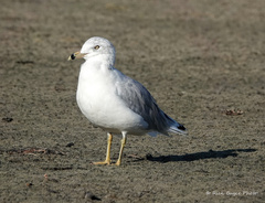 Larus delawarensis